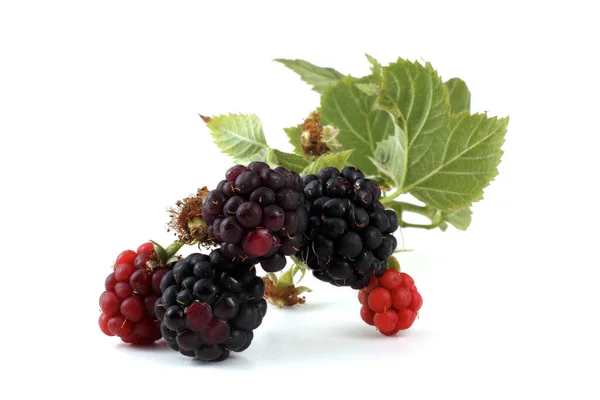 Fresh Blackberry Harvest Close — Stock Photo, Image