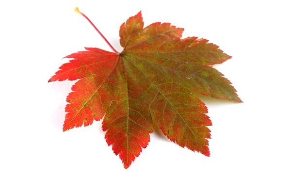 Herbst Ahorn Blätter Isoliert Auf Weißem Hintergrund — Stockfoto