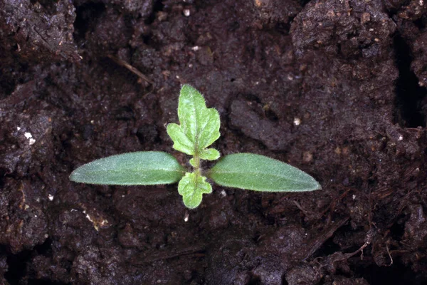 Petite Plante Verte Dans Sol Gros Plan Sur Fond Noir — Photo