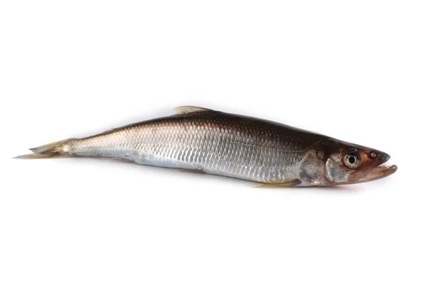 Rainbow Smelt Osmerus Mordax Isolated White — Stock Photo, Image