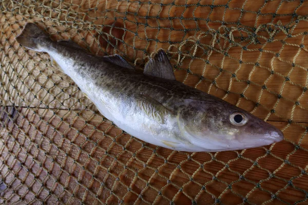 Bacalao Azafrán Fresco Red — Foto de Stock