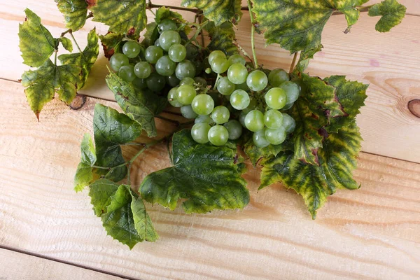Uva Verde Mesa Esta Casta Para Vinhos Brancos — Fotografia de Stock
