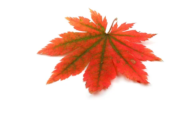 Herbst Blätter Auf Weißem Hintergrund — Stockfoto