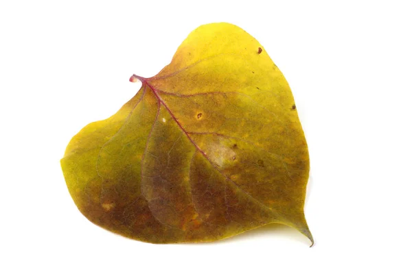 Tett Lyse Høstblader – stockfoto