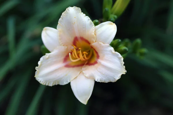 Close Van Verbazingwekkende Bloeiende Bloem — Stockfoto