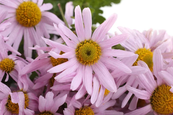 Close Amazing Blooming Flowers — Stock Photo, Image