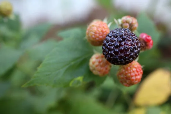 Crecimiento Frambuesa Negra Rubus Occidentalis — Foto de Stock