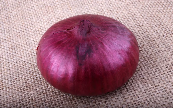 Cipollini Onion Italian Pearl Onion Bagging — Stock Photo, Image