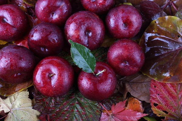 Sluiten Van Verse Rijpe Appeloogst — Stockfoto