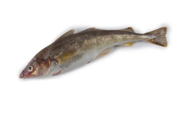 Safran Morina Balığı Beyazda Izole Edilmiş — Stok fotoğraf