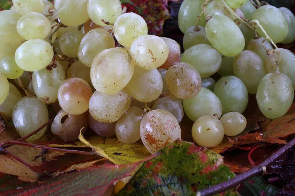 Grape Autumn Leaves — Stock Photo, Image