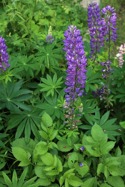 Cultivando Altramuz Azul Violeta Fondo Flores —  Fotos de Stock