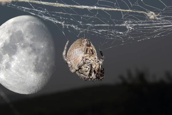 Aranha Tecelã Orbe Lua Grande — Fotografia de Stock