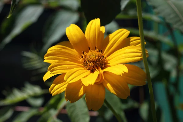 Crescer Flores Heliopse Feche Acima — Fotografia de Stock