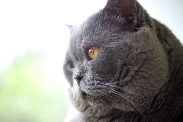 Gato Británico Aislado Sobre Fondo Blanco — Foto de Stock