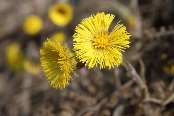 Wachsender Huflattich Tussilago Farfarfara — Stockfoto