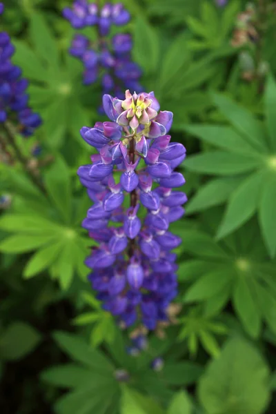 Close Van Verbazingwekkende Bloeiende Bloemen — Stockfoto