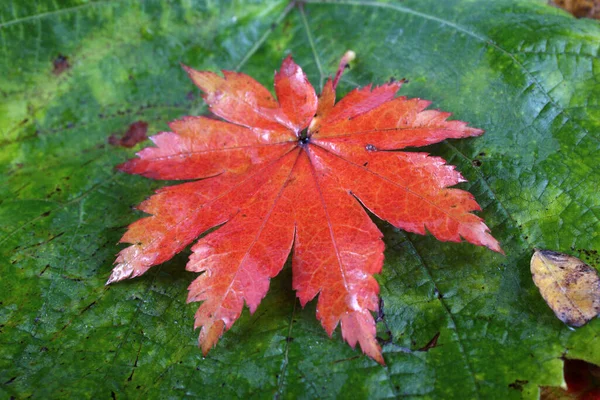 Gros Plan Des Feuilles Automne Contexte Texturé — Photo