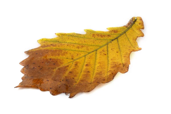 Foglie Quercia Autunno Isolato Sfondo Bianco — Foto Stock