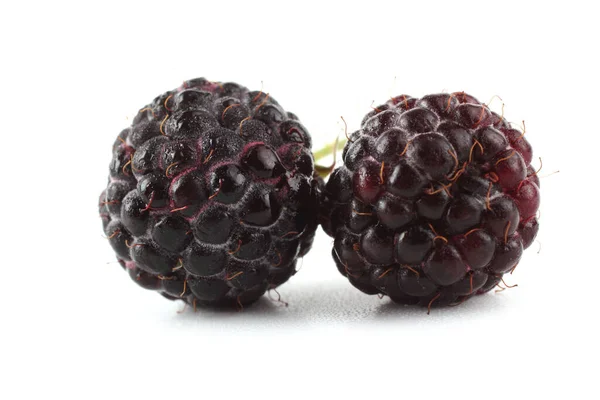 Két Fehér Alapon Izolált Fekete Málna Rubus Occidentalis — Stock Fotó