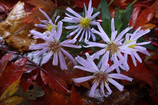 Chrysanten Herfst Esdoorn Bladeren Achtergrond — Stockfoto