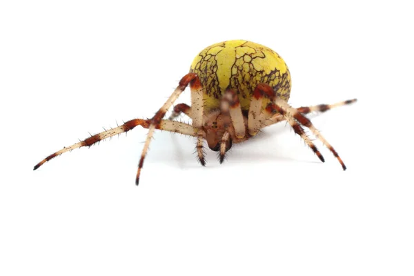 Mermer Örümceği Araneus Marmoreus Balkabağı Örümceği — Stok fotoğraf