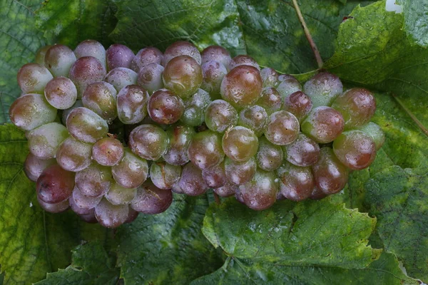 Uvas Frescas Sobre Hojas Arce —  Fotos de Stock