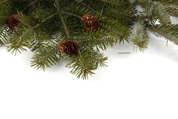 Árvore Natal Com Cones Isolados Branco — Fotografia de Stock