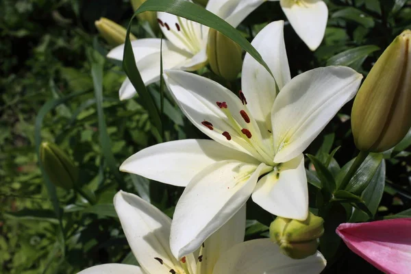 Rosnące Białe Lilie Ogrodzie — Zdjęcie stockowe
