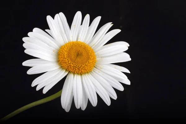 Närbild Fantastiska Blommande Blomma — Stockfoto
