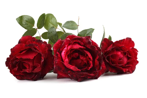 Červené Růže Izolované Bílém — Stock fotografie