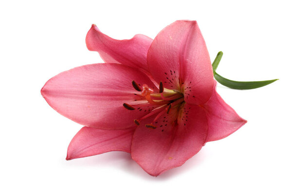 Close up of amazing blooming flower