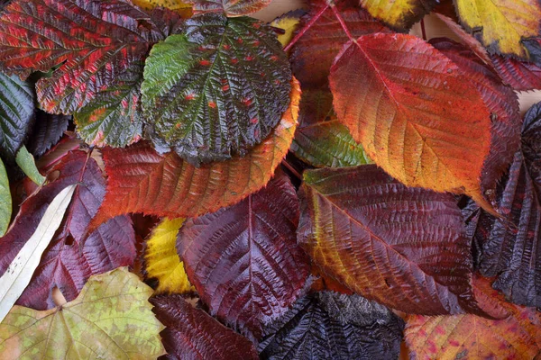 Close Autumn Leaves Textured Background — Stock Photo, Image