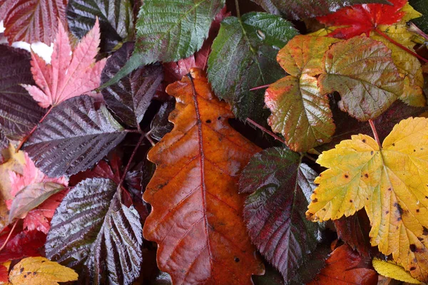 Gros Plan Des Feuilles Automne Tombées — Photo