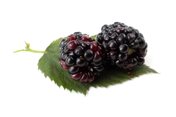 Blackberries Белом Фоне — стоковое фото