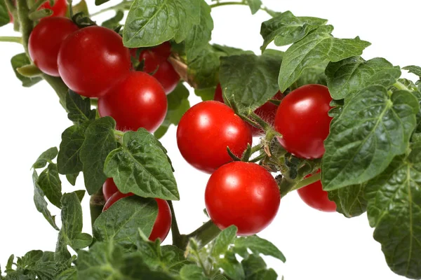 Tomates Fraîches Isolées Sur Fond Blanc — Photo