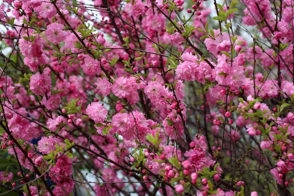 Schöne Blumen Frühlingsgarten — Stockfoto