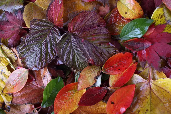 Nahaufnahme Von Abgefallenen Herbstblättern — Stockfoto