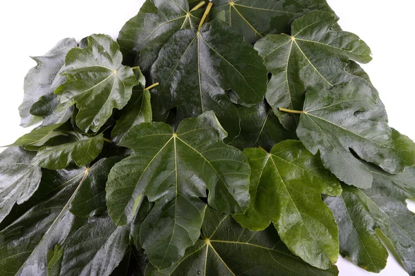 Sonbahar yapraklarını kapatın. Desenli arkaplan