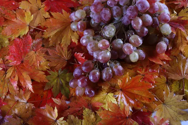 Rosafarbene Trauben Auf Blättern — Stockfoto