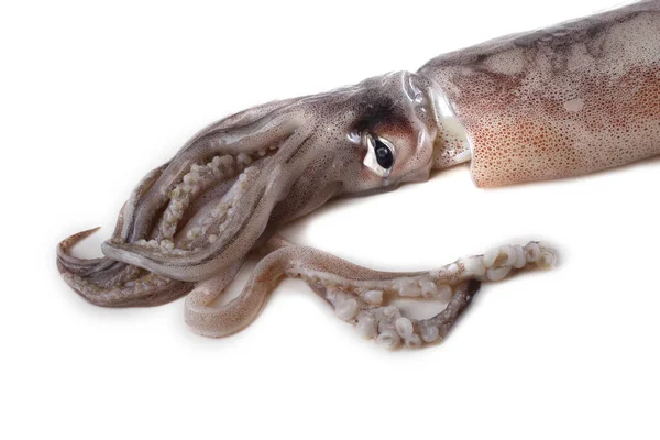 Squid Isolated White — Stock Photo, Image