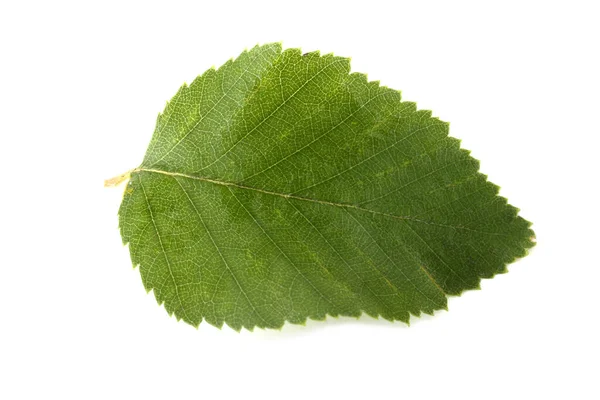 Зеленые Листья Белом Фоне — стоковое фото