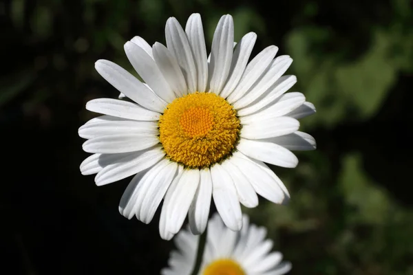 Groeiende Witte Kamille Tuin — Stockfoto