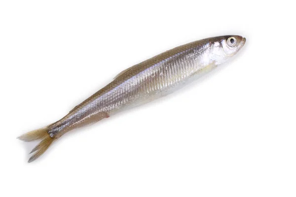 Asijské Tavené Ryby Izolované Bílém — Stock fotografie