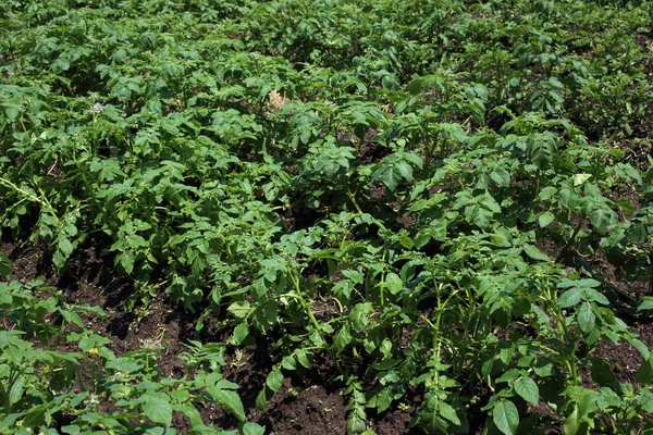 Growing Potato Potato Harvest Field Stock Photo