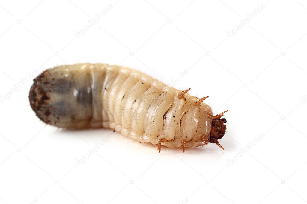 Green rose chafer larva. Useful insect. Larvas improve soil (recycle organics)