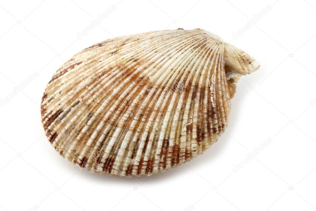 Scallop isolated on white