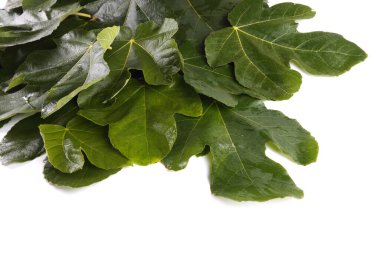 Beyaz arkaplanda incir yaprakları