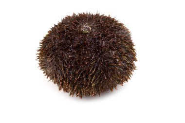 Gri deniz kestanesi beyazda izole edilmiş