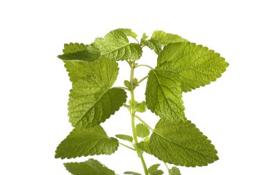 Beyaz arkaplanda nane yaprakları